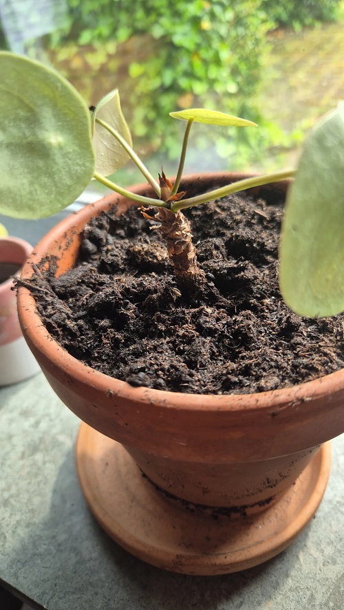 Pilea plant Soil