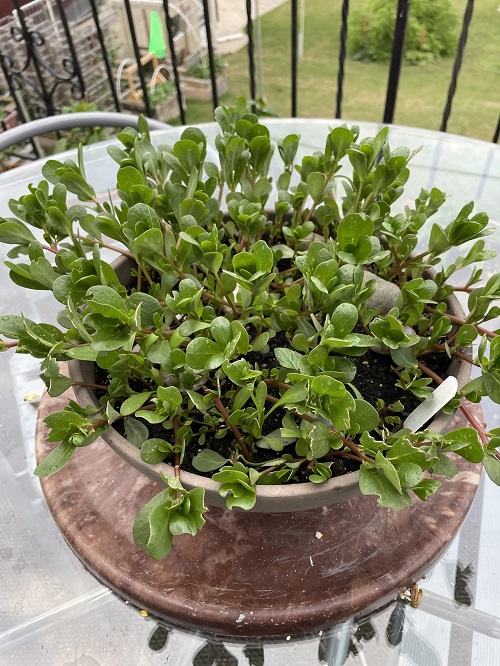 Best Succulent Herbs 1