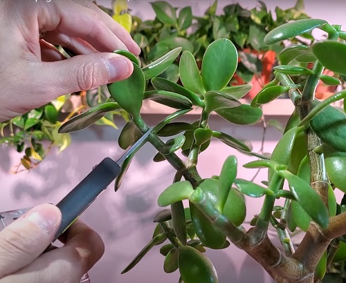 Encourage New Growth on Your Jade Plant 6