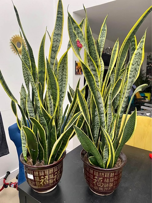 How to Clone a Snake Plant With a Single Leaf&mdash;Easy Step-by-Step Guide