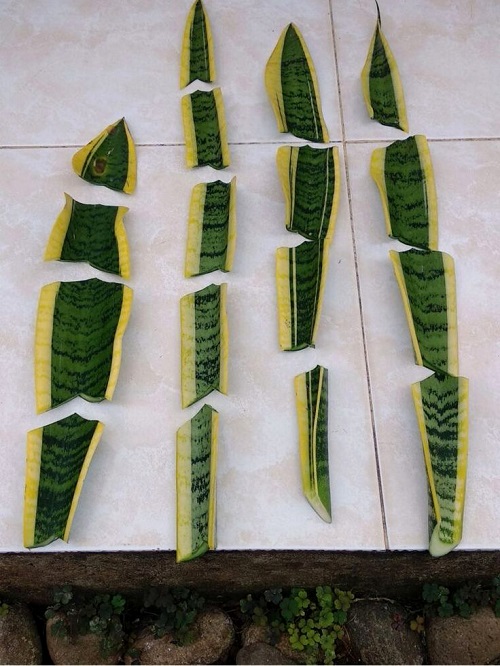 Divide the Leaf into Sections