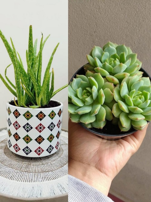 Succulents You Shouldn&rsquo;t Grow Together 