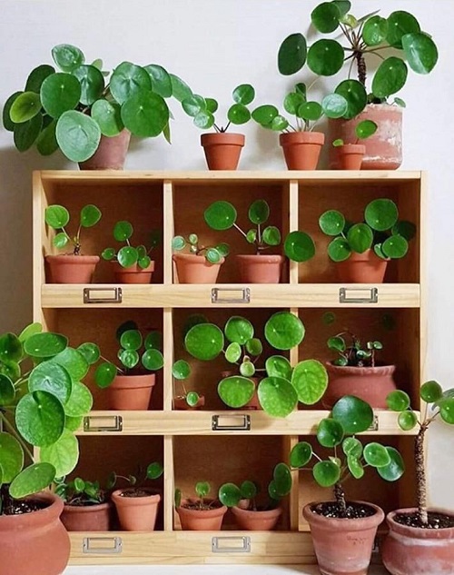 Chinese Money Plant Display Ideas 1