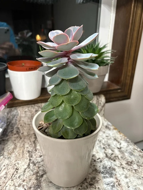 watering Tips for Succulents This Summer 4