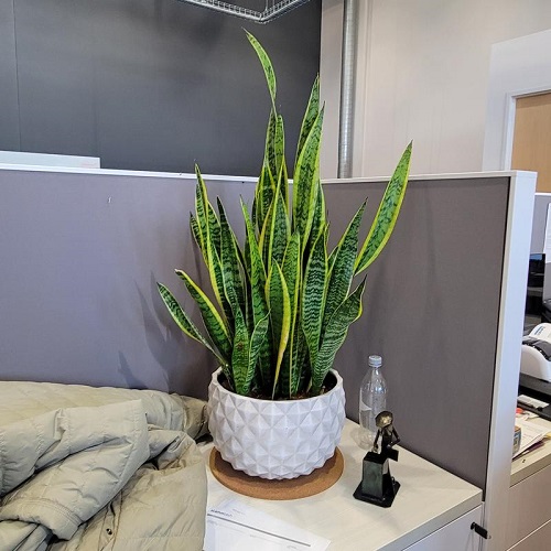 snake plant
Boosts Productivity and Sense of Peace