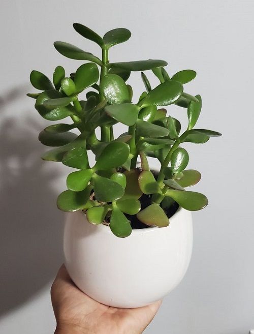 Fertilizer for Jade Plant 4