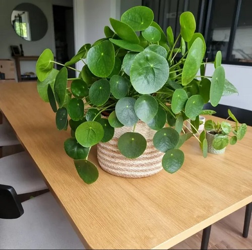Trending Chinese Money Plant Display 2
