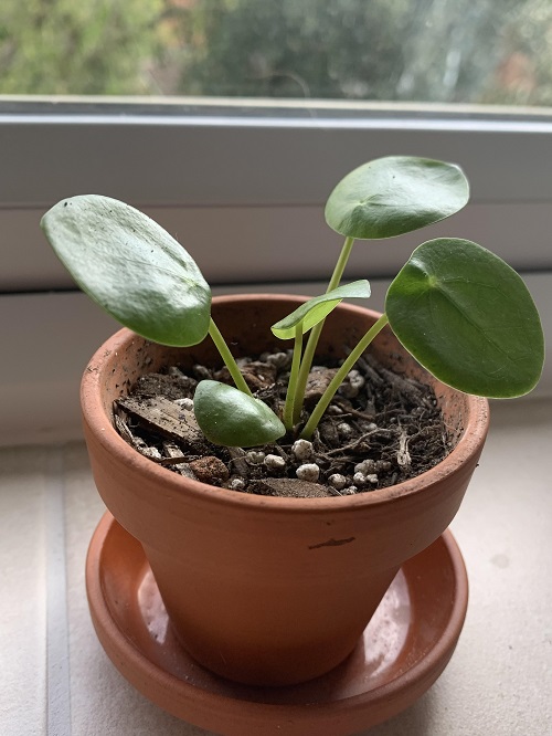 Pot the little saplings in soil 