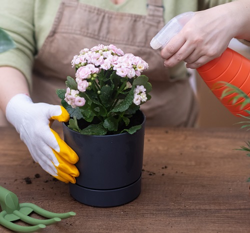 fertilize kalanchoe