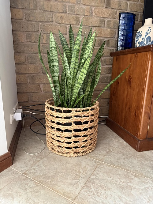 Indoor Snake plant