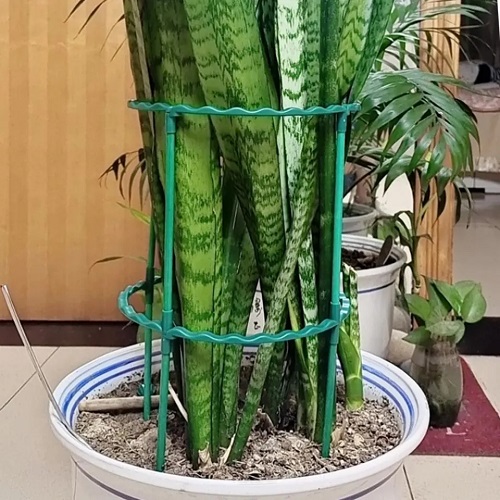 Trellies for snake plant