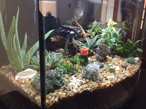 Succulent terrarium 2