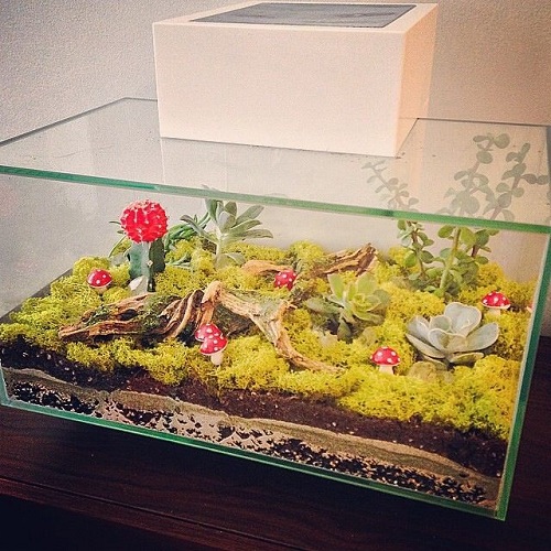Succulent Aquarium Ideas 4