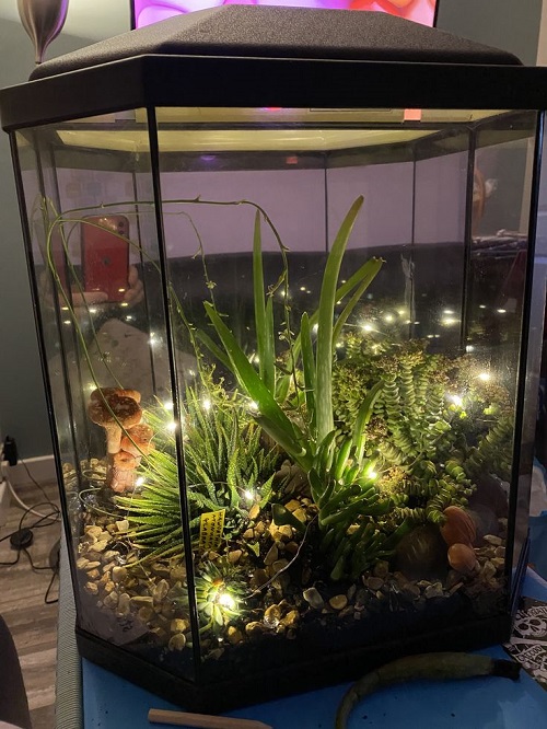 Succulent in fish tank