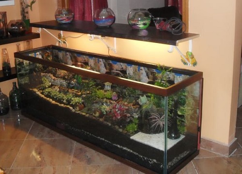 Succulent in fish tank 2