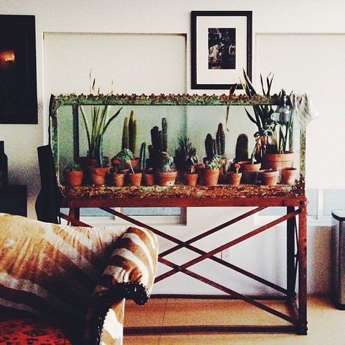 Succulent in fish tank 3