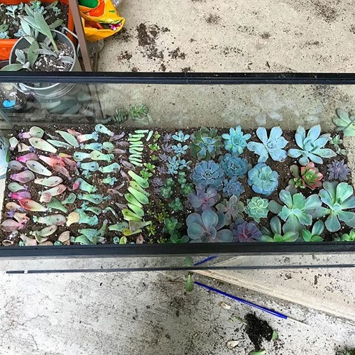 Succulent in fish tank 4