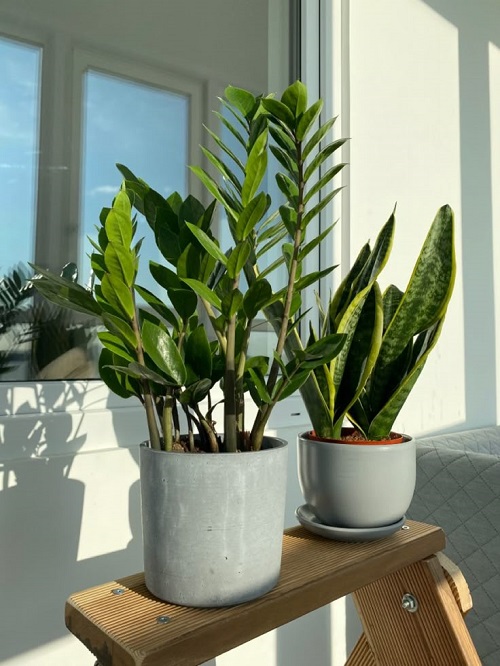Tips for Succulents This Summer 2