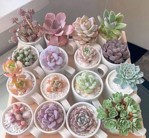 Onion Peel Fertilizer for succulents 