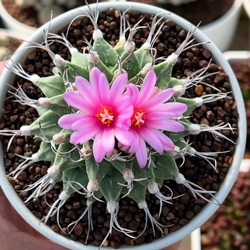 Cactus  Looking like Sea Creatures 2