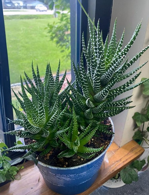 Succulents with Zebra Prints