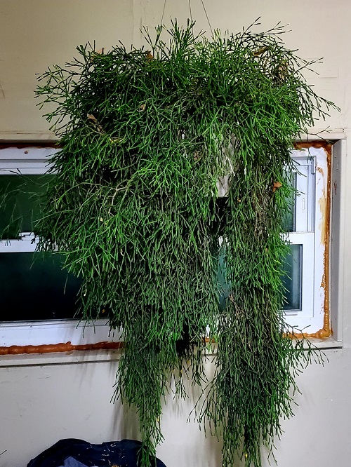 Dancing Bones Cactus 