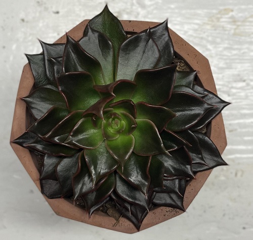 Black Price
