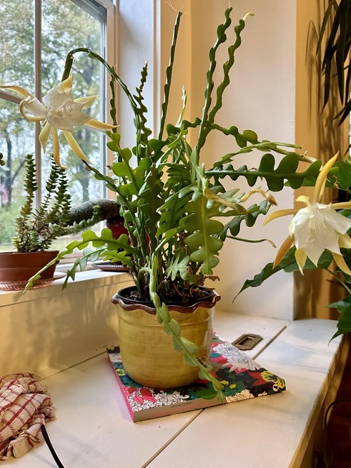Cactus That Bloom in Summer 7