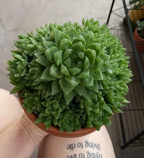 Haworthia Bonsai Ideas 