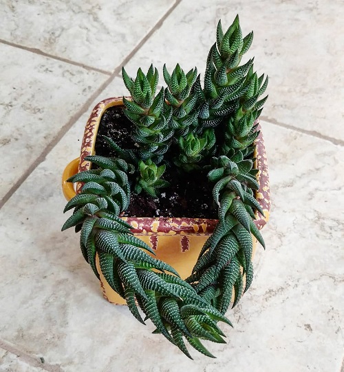 Haworthia Bonsai Ideas 4