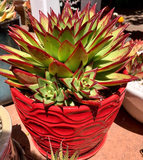 Lipstick Echeveria