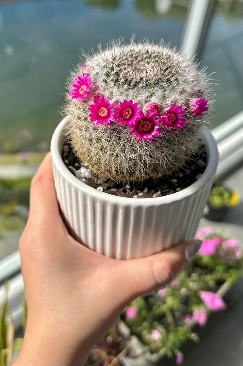 Cactus That Bloom in Summer 5