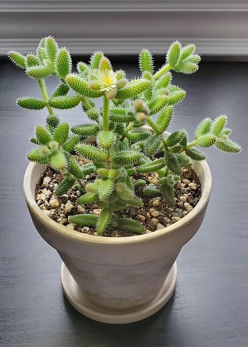 Beautiful Pickle Plant 