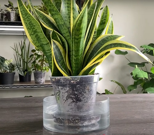 How to Water Succulents in July So They Don’t Rot or Shrivel 5