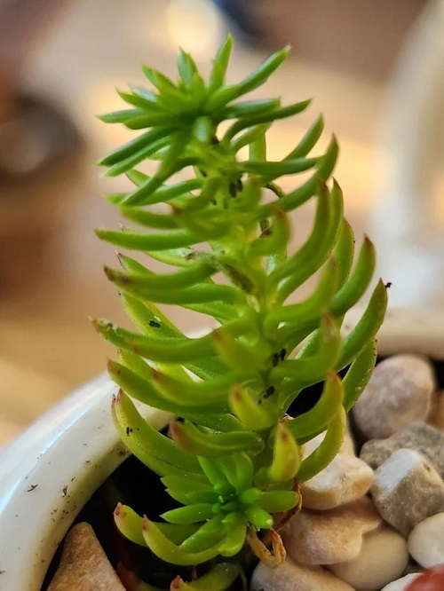 Monitor for Pests on succulent
