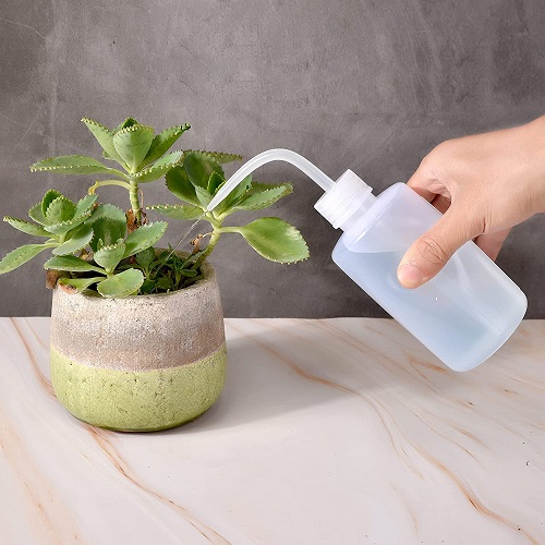Water Your Succulents While You&rsquo;re Away