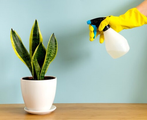 Never Fertilize sanseveria in Winter