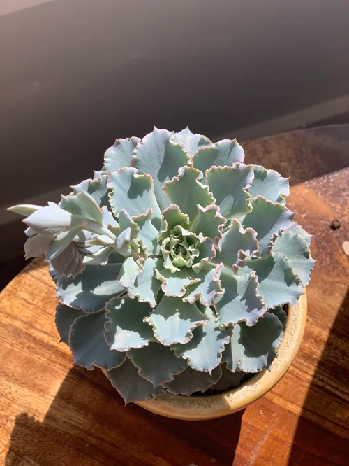 succulent in bright light 