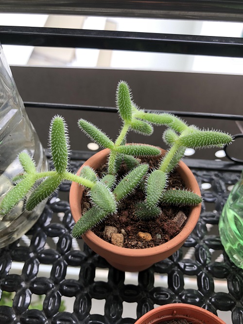 sparse growth of Pickle Plant 