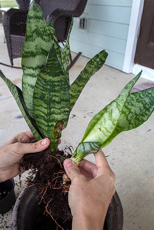  Divide the Existing Plant