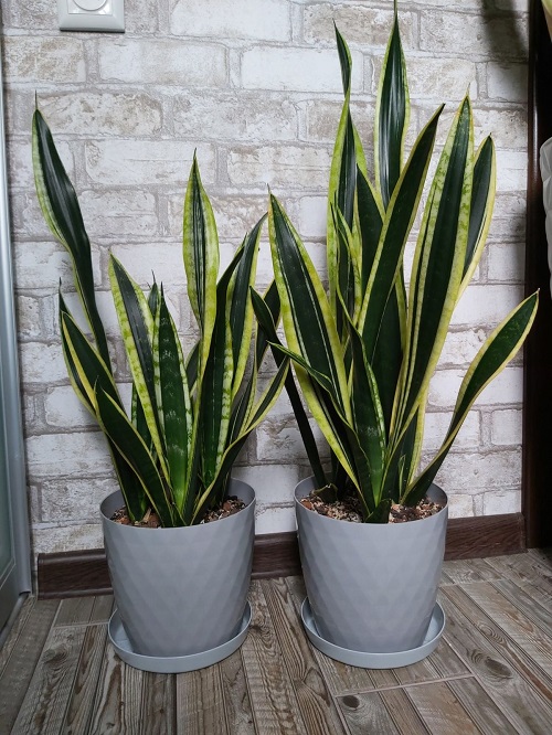 Lemon Juice Good for Snake Plants