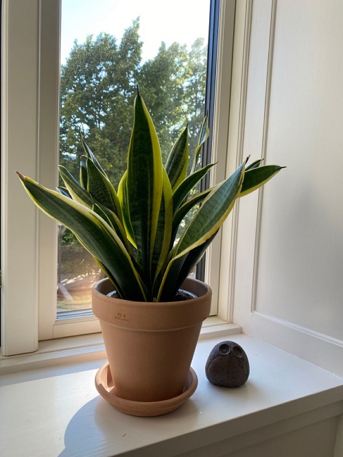 snake plant near window