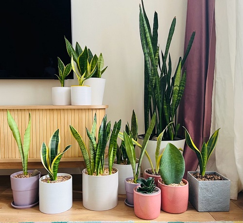 snake plant for Visual Appeal of a Home