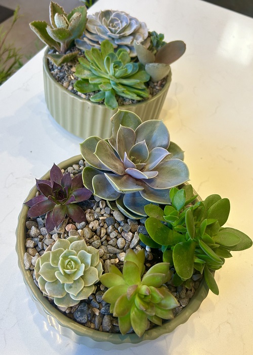 succulent in pot