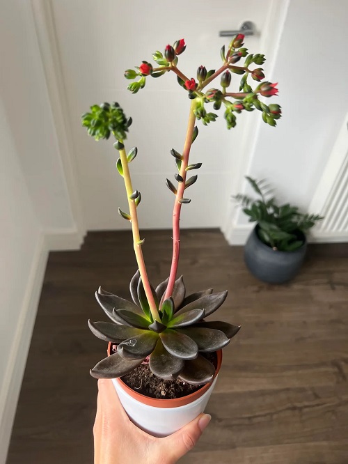 succulent flower