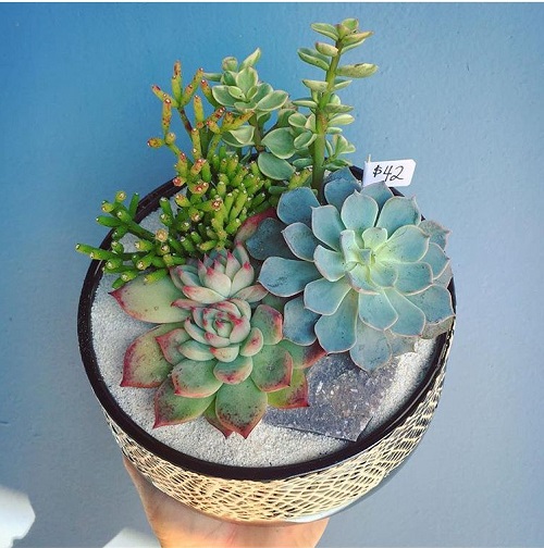 How to Water Succulents in July So They Don&rsquo;t Rot or Shrivel