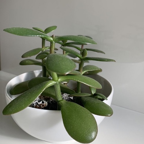 Fertilizer for Jade Plant 2