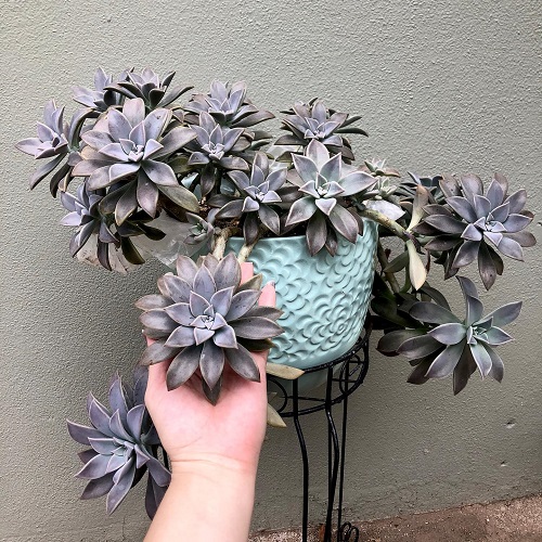 Ghost Plant  7