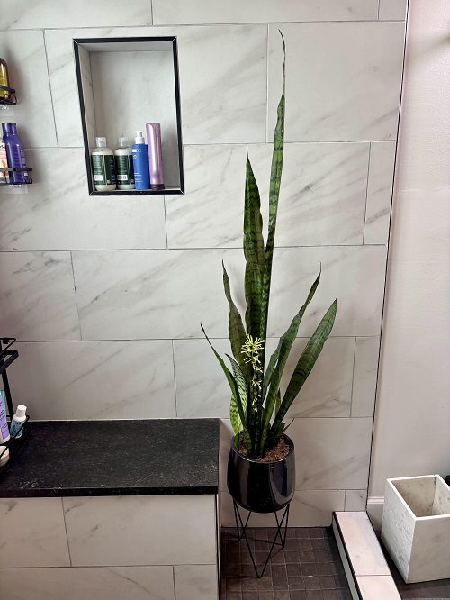 snake plant in a Corner on the Floor