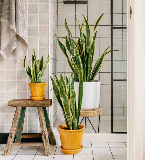 Best Spots to Keep a Snake Plant in The&nbsp;Bathroom